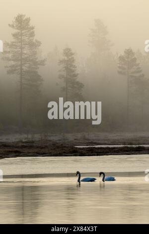 Ein Paar Whooper Schwäne auf einem See mit Bäumen in nebeligem Hintergrund Stockfoto