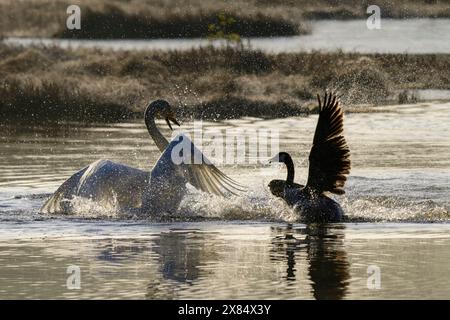 Singschwan kämpft mit einer Kanadas-Gans mit Flügeln und spritzendem Wasser Stockfoto