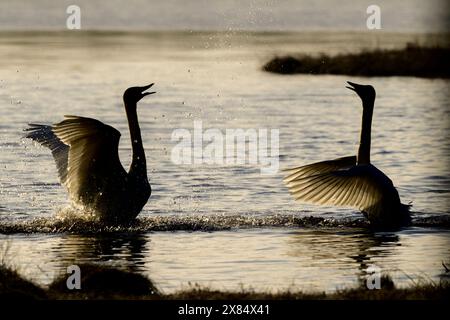 Zeigt und tanzt Whooper Schwäne mit spritzenden Wassertropfen Stockfoto