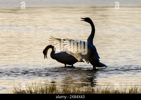 Zeigt und tanzt Whooper Schwäne mit spritzenden Wassertropfen Stockfoto