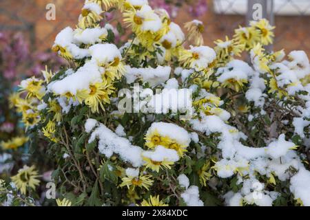 Erster Schnee auf gelben Blumen im Garten Stockfoto