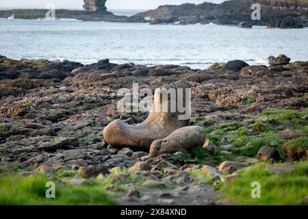 Die Giant's Boot Rock Formation am Giant's Causeway in Nordirland Stockfoto