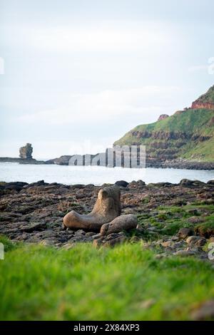 Die Giant's Boot Rock Formation am Giant's Causeway in Nordirland Stockfoto