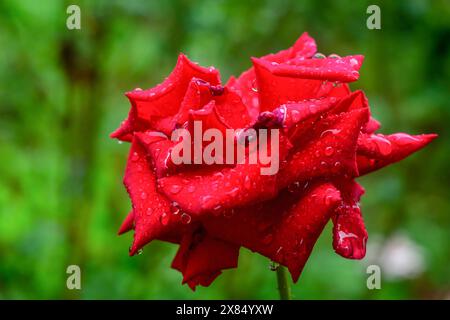 Hellrote Rosenblüte mit Wassertropfen nach Regen Nahaufnahme vor grünem, verschwommenem Hintergrund. Schönheit in der Welt um uns herum, Stimmung. Stockfoto