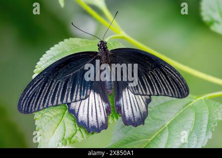 Papilio memnon, der große Mormon, ist ein großer Schmetterling aus Südasien, der zur Familie der Schwalbenschwänze gehört. Stockfoto