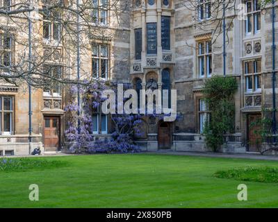 Historische Gebäude, Tree Court, Gonville & Caius College, Cambridge, Großbritannien Stockfoto