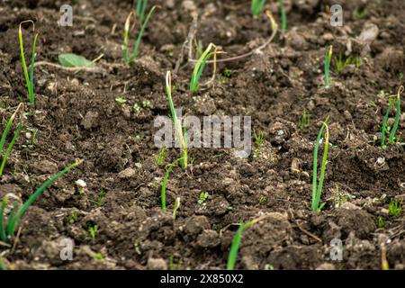 Selektive Fokussierung, Detail von Zwiebelsprossen im fruchtbaren Boden eines Gemüsegartens Stockfoto