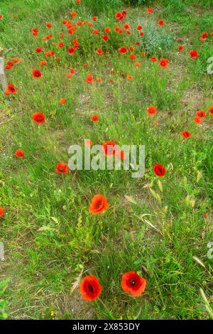 Mohnblumen in einem im Süden vernachlässigten Garten. Roter Mohn (Papaver rhoeas) Stockfoto