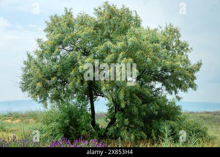 Russische Oliven (Elaeagnus angustifolia angustifolia) blühen an der Küste des Nordschwarzmeers, mit Vegetation bewachsener Düne. Krim aride Steppenzone. Goldener flo mit Honigduft Stockfoto