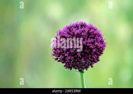 Lauchzwiebeln (Allium atroviolaceum) wachsen in Ablagerungen (trockene Steppe) der nördlichen Schwarzmeerregion und der Krim. Viele Nektarophagen und po Stockfoto