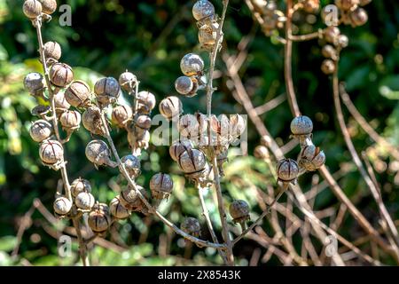 Samen der Blumenbäume der Königin Stockfoto