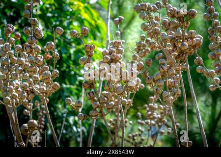 Samen der Blumenbäume der Königin Stockfoto