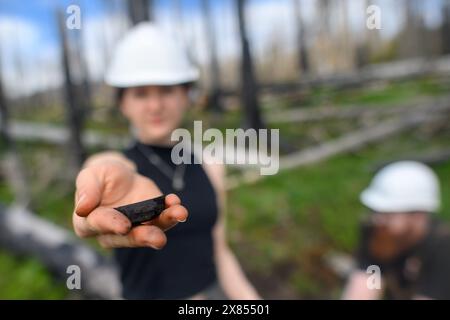 Schierke, Deutschland. Mai 2024. Sarah Götz, Geographiestudentin an der Gerog-August-Universität Göttingen, zeigt in einem Wald bei Schierke ein Stück Kohle, das aus einem Holzkohleofen stammt, den einst ein Holzkohlebrenner dort betrieben hat. Der Student untersucht das Gelände in der Quesenbank/Knaupsholz. Der Wald brannte dort vom 11. August 2022 bis zum 14. August 2022 ab. Quelle: Klaus-Dietmar Gabbert/dpa/Alamy Live News Stockfoto