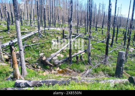 Schierke, Deutschland. Mai 2024. Ein Stück Wald bei Schierke. Im Gebiet der Quesenbank/Knaupsholz brannte der Wald vom 11. August 2022 bis zum 14. August 2022 ab. Quelle: Klaus-Dietmar Gabbert/dpa/Alamy Live News Stockfoto