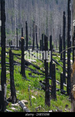 Schierke, Deutschland. Mai 2024. Verkohlte Stämme in einem Waldstück bei Schierke. Im Gebiet der Quesenbank/Knaupsholz brannte der Wald vom 11. August 2022 bis zum 14. August 2022 ab. Quelle: Klaus-Dietmar Gabbert/dpa/Alamy Live News Stockfoto