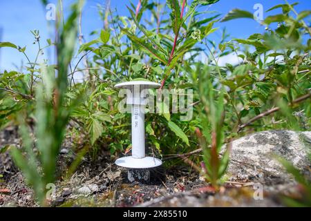 Schierke, Deutschland. Mai 2024. Ein Sensor für Bodenfeuchte und -Temperatur in einem Waldgebiet bei Schierke. Im Gebiet der Quesenbank/Knaupsholz brannte der Wald vom 11. August 2022 bis zum 14. August 2022 ab. Quelle: Klaus-Dietmar Gabbert/dpa/Alamy Live News Stockfoto