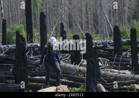 Schierke, Deutschland. Mai 2024. Die Geografin Elisabeth Dietze von der Georg-August-Universität Göttingen wandelt zwischen verkohlten Stämmen in einem Wald bei Schierke. In der Quesenbank/Knaupsholz brannte der Wald vom 11. August 2022 bis zum 14. August 2022 ab. Quelle: Klaus-Dietmar Gabbert/dpa/Alamy Live News Stockfoto