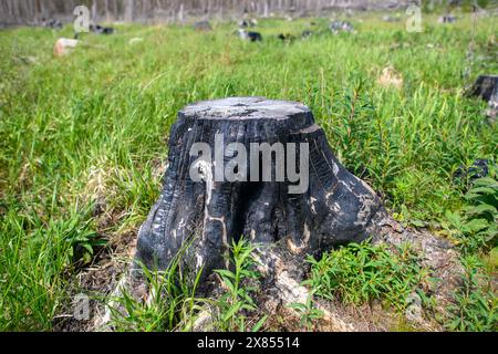 Schierke, Deutschland. Mai 2024. Ein verkohlter Baumstumpf bei Schierke, umgeben von nachwachsendem Grün. In der Quesenbank/Knaupsholz brannte der Wald vom 11. August 2022 bis zum 14. August 2022 ab. Quelle: Klaus-Dietmar Gabbert/dpa/Alamy Live News Stockfoto