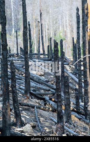 Schierke, Deutschland. August 2022. Ein Waldgebiet bei Schierke (Foto vom 19.08.2022). Im Gebiet der Quesenbank/Knaupsholz brannte der Wald vom 11. August 2022 bis zum 14. August 2022 ab. Quelle: Klaus-Dietmar Gabbert/dpa/Alamy Live News Stockfoto