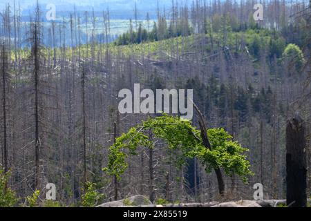 Schierke, Deutschland. Mai 2024. Eine Buche sprießt wieder und bildet neues, junges Grün. Im Gebiet der Quesenbank/Knaupsholz brannte der Wald vom 11. August 2022 bis zum 14. August 2022 ab. Quelle: Klaus-Dietmar Gabbert/dpa/Alamy Live News Stockfoto