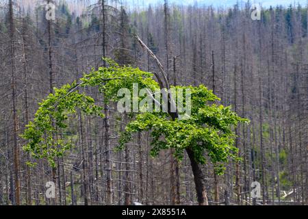 Schierke, Deutschland. Mai 2024. Eine Buche sprießt wieder und bildet neues, junges Grün. Im Gebiet der Quesenbank/Knaupsholz brannte der Wald vom 11. August 2022 bis zum 14. August 2022 ab. Quelle: Klaus-Dietmar Gabbert/dpa/Alamy Live News Stockfoto