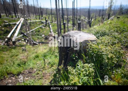 Schierke, Deutschland. Mai 2024. Ein verkohlter Baumstumpf bei Schierke, umgeben von nachwachsendem Grün. In der Quesenbank/Knaupsholz brannte der Wald vom 11. August 2022 bis zum 14. August 2022 ab. Quelle: Klaus-Dietmar Gabbert/dpa/Alamy Live News Stockfoto