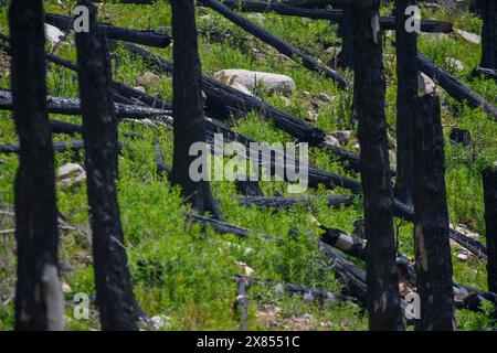 Schierke, Deutschland. Mai 2024. Ein Stück Wald bei Schierke. Im Gebiet der Quesenbank/Knaupsholz brannte der Wald vom 11. August 2022 bis zum 14. August 2022 ab. Quelle: Klaus-Dietmar Gabbert/dpa/Alamy Live News Stockfoto