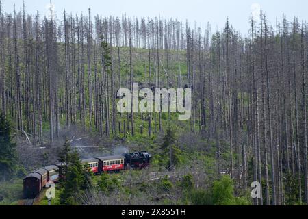 Schierke, Deutschland. Mai 2024. Ein harzer Schmalspurzug fährt durch einen Waldabschnitt mit toten Bäumen. Im Gebiet der Quesenbank/Knaupsholz brannte der Wald vom 11. August 2022 bis zum 14. August 2022 ab. Quelle: Klaus-Dietmar Gabbert/dpa/Alamy Live News Stockfoto