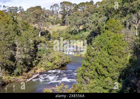 Dorrigo, New South Wales, Bielsdown River, der im Wasserfall Dangar Falls in Dorrigo, NSW, Australien fließt Stockfoto