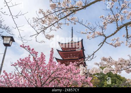Fünfstufige Pagode am Itsukushima Toyokuni-Schrein (Senjokaku). Die Kirschblüte blüht im Frühling auf der Insel Miyajima, Hiroshima, Japan. Stockfoto
