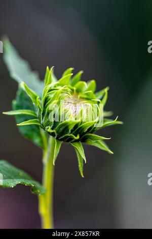 Eine Sonnenblume (helianthus annuus) kurz vor der Blüte mit verschwommenem Hintergrund Stockfoto