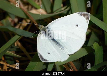 Kleiner weißer Schmetterling (Pieris rapae) Nahaufnahme auf Grashalmen Stockfoto