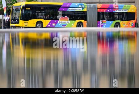 Dresden, Deutschland. Mai 2024. Ein regenbogenfarbener Bus der Dresdner Verkehrsbetriebe (DVB) steht während der Präsentation auf dem Altmarkt. Anlässlich des diesjährigen Christopher Street Day wird auf dem Altmarkt ein so genannter Regenbogenbus vorgestellt. Dadurch können Menschen mit Behinderungen selbstbestimmt an der Demonstration teilnehmen. Der diesjährige Christopher Street Day in Dresden findet vom 25. Mai bis 10. Juni 2024 statt. Robert Michael/dpa/Alamy Live News Stockfoto