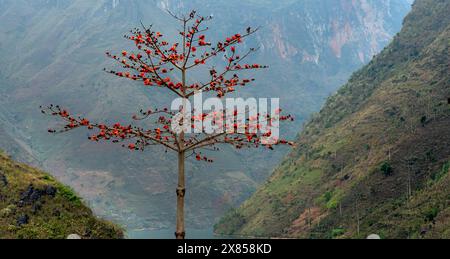 Blühender Bombax ceiba oder roter Baumwollbaum in Tu San Marina in Meo Vac, Provinz Ha Giang, Vietnam Stockfoto
