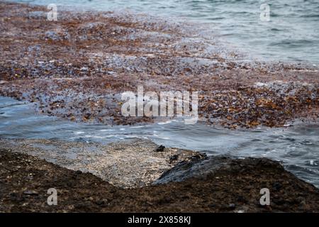 Eine felsige Küste mit einer großen Menge an Algen und Schutt. Das Wasser ist trüb und die Küste ist voller Müll Stockfoto