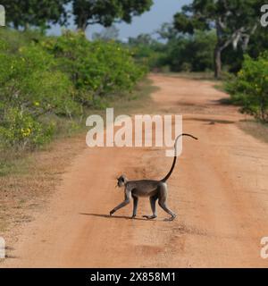 Sri Lanka Tufted Grey Langur, Semnopithecus priam Thersites. Überqueren Sie die Straße, Bundala National Park, Sri Lanka. Stockfoto