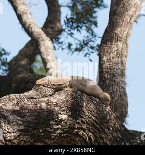 Bengale oder indische Warane (Varanus bengalensis) Bundala Nationalpark, Sri Lanka. Stockfoto