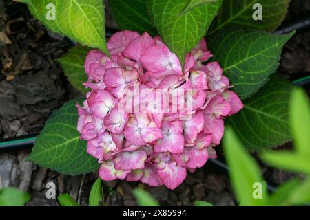 Rosa Hortensien im Garten. Bud macht dicht. Lass dir eine Sommerblume wachsen. Blütenblätter grün hinterlässt einen Hintergrund. Stockfoto