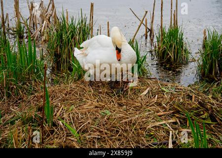 Am Ufer eines Sees untersucht eine weibliche Mute Swan den Fortschritt beim Bau ihres Nestes. Stockfoto