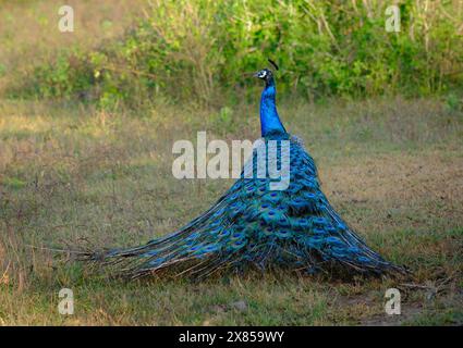 Pfau mit Federn (Pavo Christatus), in freier Wildbahn, Bundala Nationalpark, Sri Lanka. Stockfoto