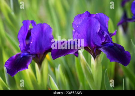 Blumen der bärtigen Iris auf verschwommenem grünen natürlichen Hintergrund. Lila Irisblume wächst in einem Garten. Stockfoto