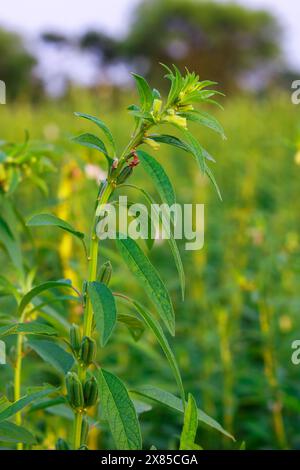 Nahaufnahme von grünen Sesampflanzen auf dem Feld Stockfoto