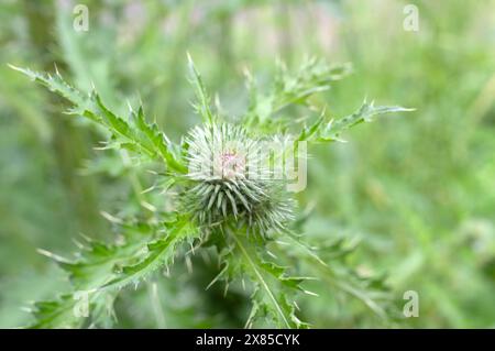 Close Up Thistle of A Carduus Wild Flower in Amsterdam, Niederlande 20-5-2024 Stockfoto