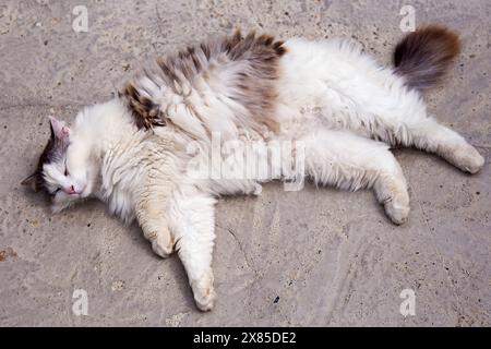 Tabby-Katze, liebenswert auf dem Boden liegend. Stockfoto