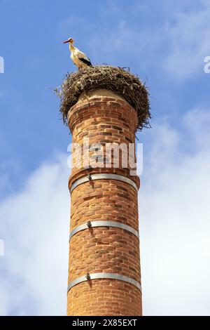 Weißstorch auf einem großen Nest aus Zweigen auf einem gemauerten Kamin in Portimão, Portugal Stockfoto