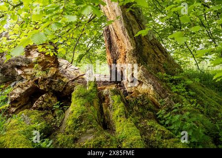 Natürliches Nachwachsen eines verfallenen Baumstumpfes im Lowther Valley, Askham, Westmorland & Furness, Großbritannien Stockfoto