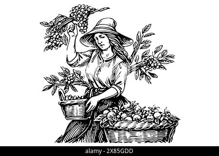 Eine Farmerin, die auf dem Feld im Gravurstil erntet. Zeichnung Tinte Skizze Vektor Illustration. Stock Vektor