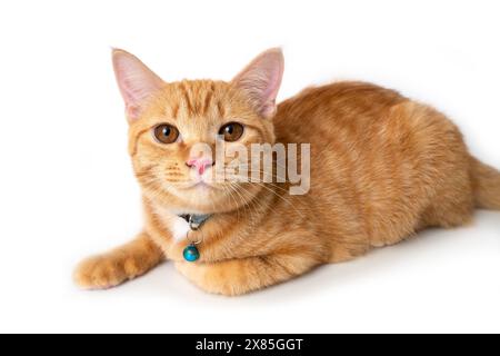 Portraitfoto einer orangen Hauskatze, die sich hinlegte und direkt auf die Kamera schaute, auf weißem Hintergrund. Stockfoto