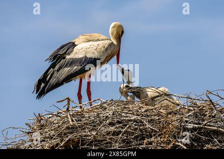 Weißstorch (Ciconia ciconia) mit Küken im Nest bei Lagos, Algarve, Portugal Stockfoto