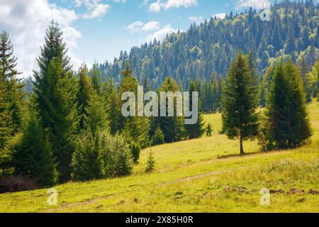 Fichtenbäume am Grashang des Borzhava-Berges. Wunderschöne Landschaft der ukrainischen karpaten im Sommer Stockfoto